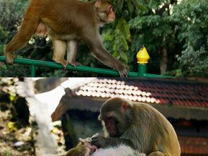 猴子世界视频,揭秘灵长类动物的奇妙生活