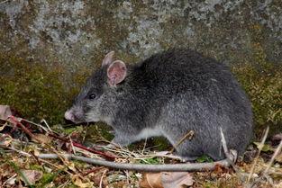 山上抓山鼠视频,捕捉山鼠的惊险瞬间