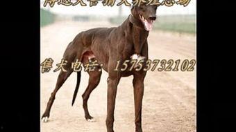 灵缇犬猎兔视频,速度与智慧的完美演绎