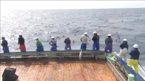海上捕鱼视频,惊险刺激的海洋捕捞瞬间