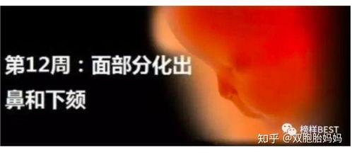 怀孕十月视频,孕期生活点滴回顾